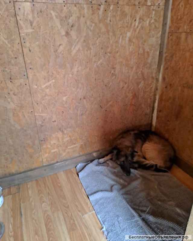 Бимка ищет новый дом