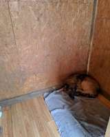 Бимка ищет новый дом