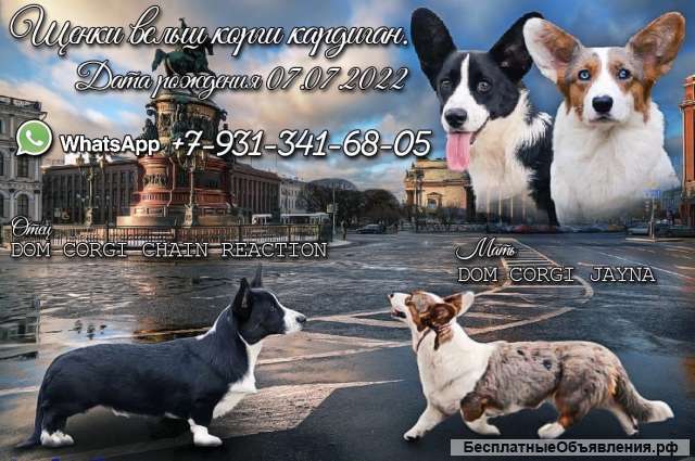 Щенки Вельш Корги Кардиган (девочки)