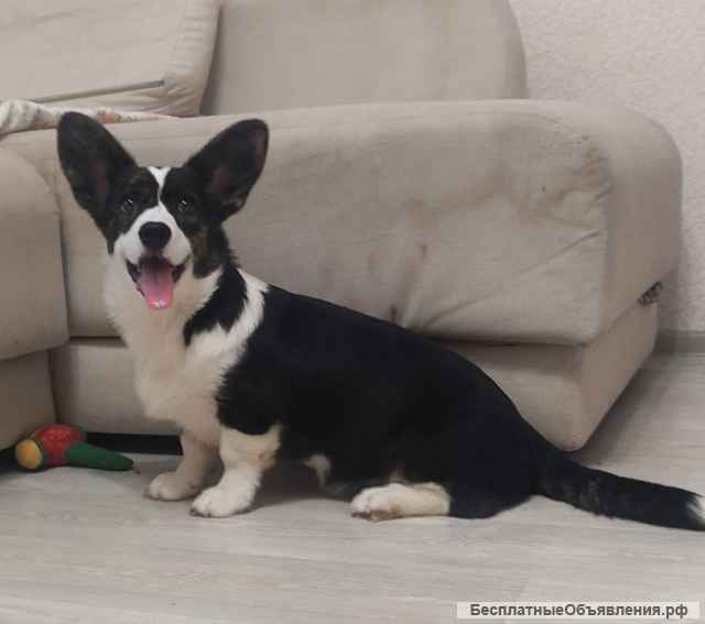 Щенки Вельш Корги Кардиган (девочки)