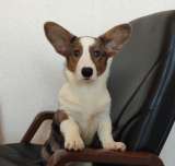 Щенки Вельш Корги Кардиган (девочки)