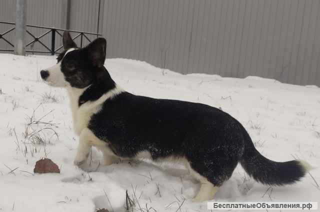 Щенки Вельш Корги Кардиган (девочки)