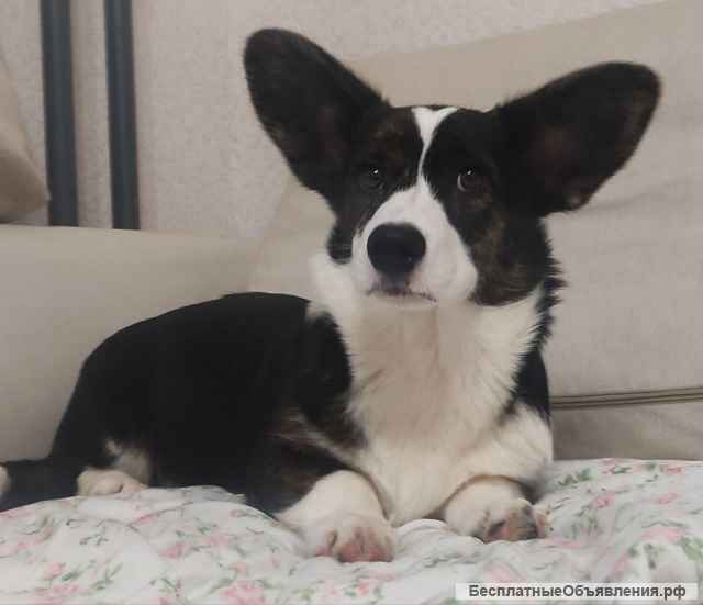 Щенки Вельш Корги Кардиган (девочки)