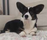 Щенки Вельш Корги Кардиган (девочки)