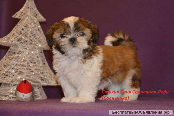 Очаровательная девочка ши-тцу