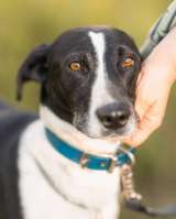 Тихон нуждается в новой истории