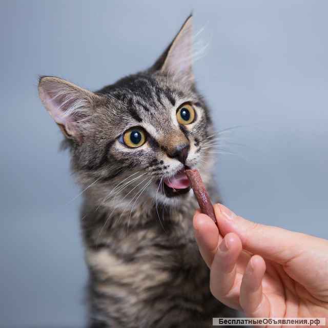 Изумительный котенок Кама в добрые руки