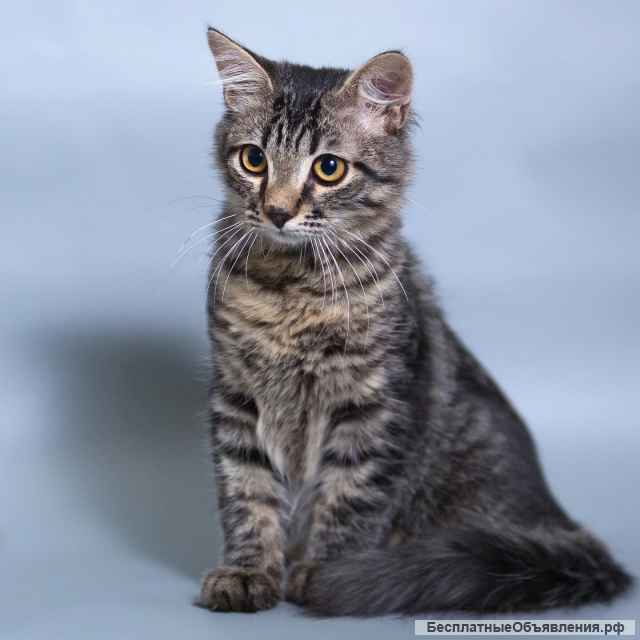 Изумительный котенок Кама в добрые руки