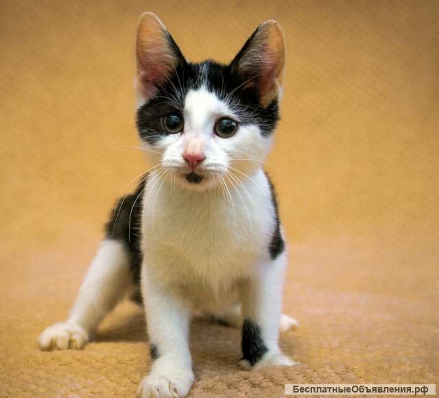 Замечательный котенок Фантик в добрые руки