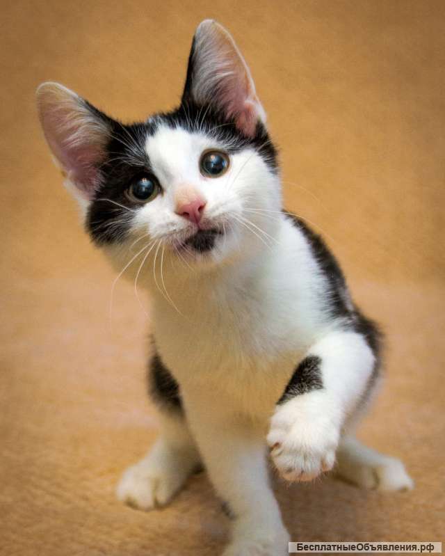 Замечательный котенок Фантик в добрые руки