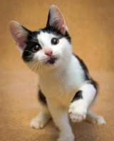 Замечательный котенок Фантик в добрые руки