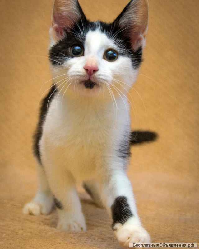 Замечательный котенок Фантик в добрые руки