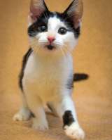 Замечательный котенок Фантик в добрые руки