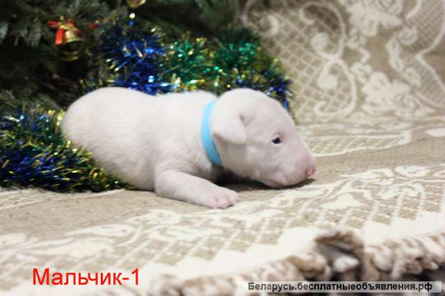 ЩЕНКИ Английского стандартного бультерьера