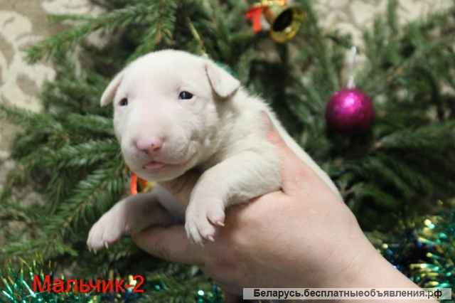 ЩЕНКИ Английского стандартного бультерьера