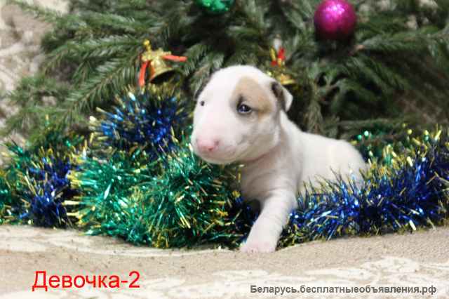 ЩЕНКИ Английского стандартного бультерьера