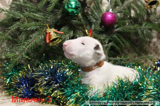 ЩЕНКИ Английского стандартного бультерьера