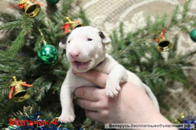 ЩЕНКИ Английского стандартного бультерьера