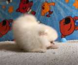 Померанский шпиц