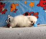 Померанский шпиц