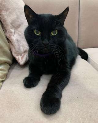 Роскошная чисто-черная кошка Мася в добрые руки