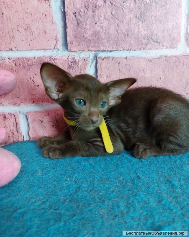 Котята ориентальной породы