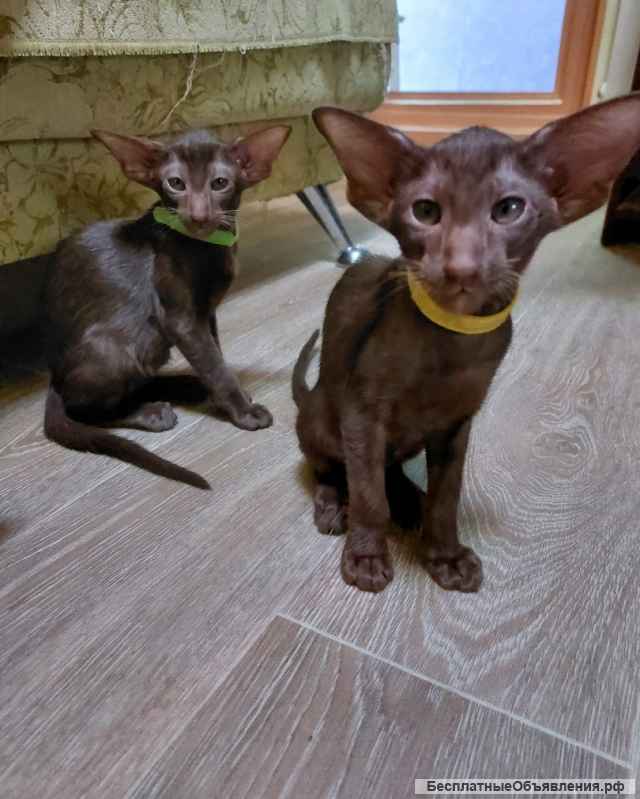 Котята ориентальной породы