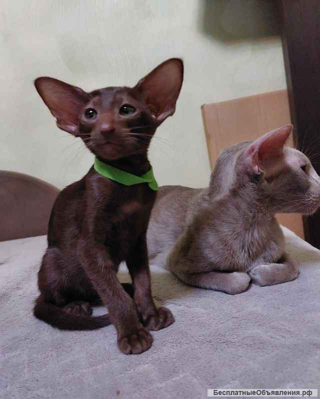 Котята ориентальной породы