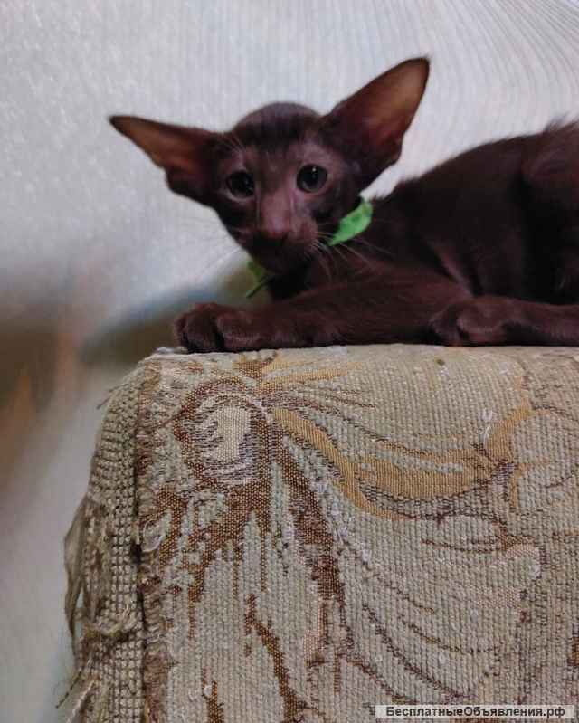 Котята ориентальной породы