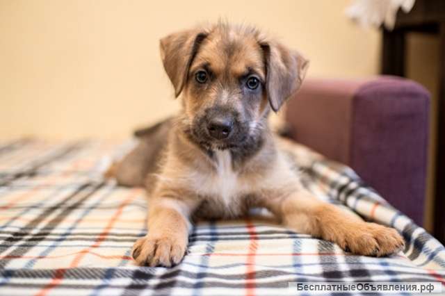 Пять щенят в поиске добрых рук