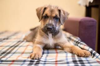 Пять щенят в поиске добрых рук