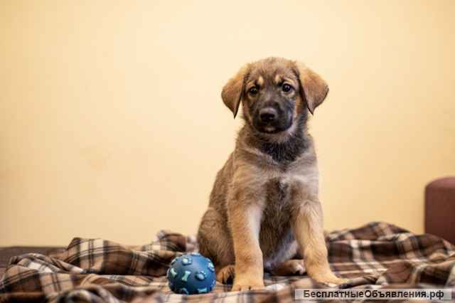 Пять щенят в поиске добрых рук