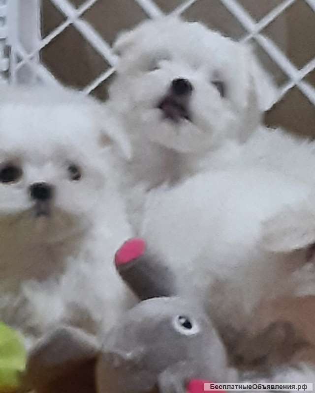 Мальтезе. Мальтийская болонка. Щенки.