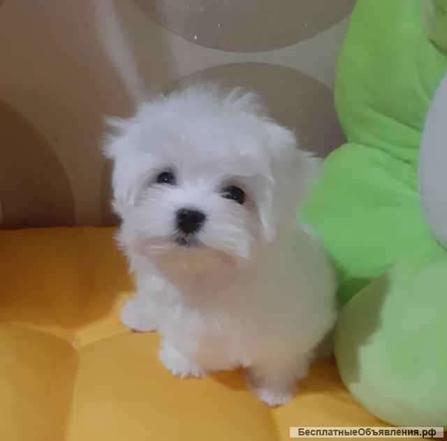 Мальтезе. Мальтийская болонка. Щенки.