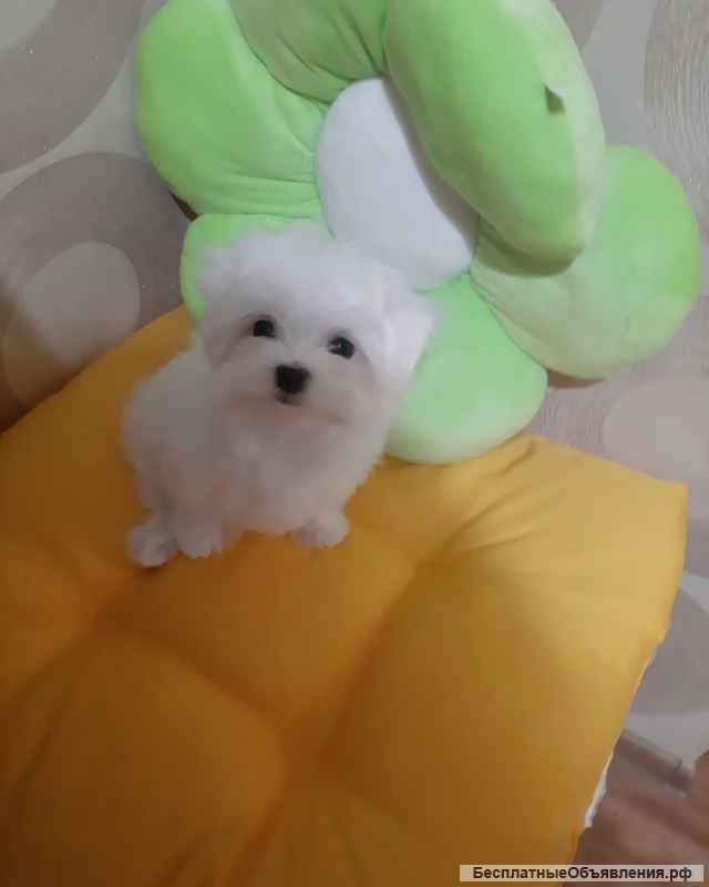 Мальтезе. Мальтийская болонка. Щенки.