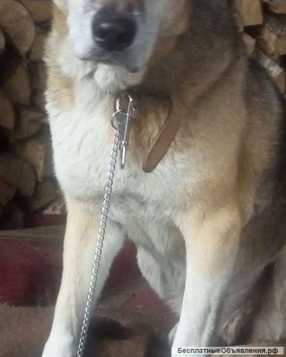 Пропала собака. Электросталь и рядом