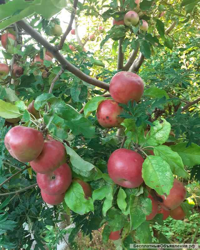 Дачу на ВАРВАРОВКЕ