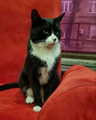 Харизматичный кот Фрэнки в добрые руки