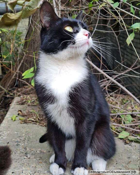 Харизматичный кот Фрэнки в добрые руки