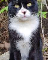 Харизматичный кот Фрэнки в добрые руки