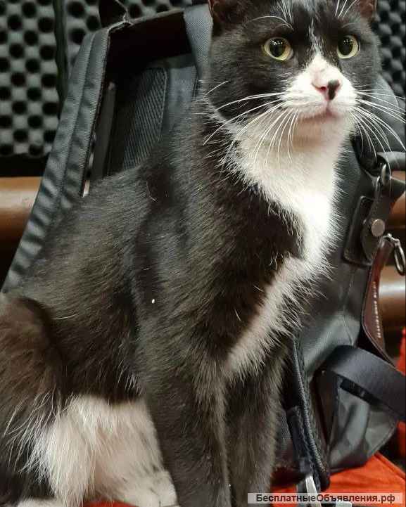 Харизматичный кот Фрэнки в добрые руки