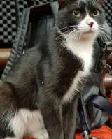 Харизматичный кот Фрэнки в добрые руки