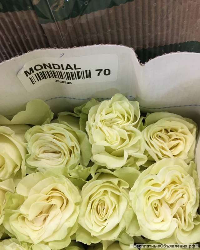 Цветы за полцены (розы, хризантемы, пионы)