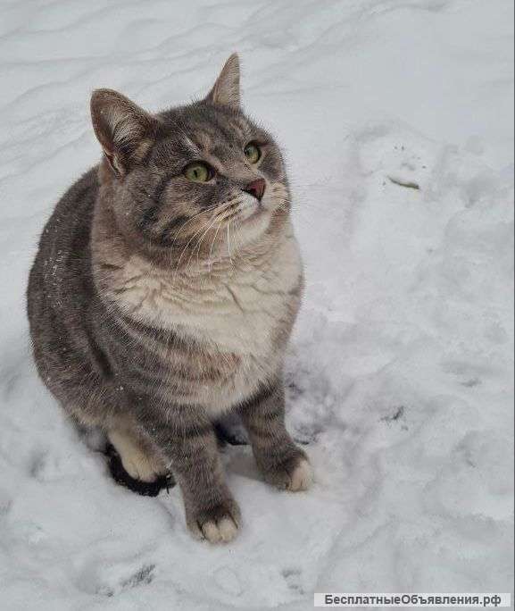Серебристый красавец кот Освальд в добрые руки
