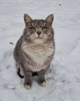 Серебристый красавец кот Освальд в добрые руки