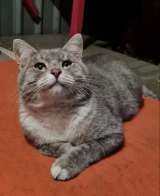 Серебристый красавец кот Освальд в добрые руки