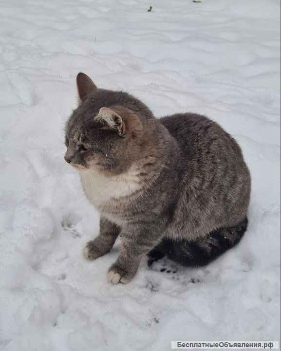 Серебристый красавец кот Освальд в добрые руки