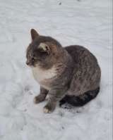 Серебристый красавец кот Освальд в добрые руки