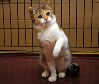 Красавица трехцветочка кошка Алиса в добрые руки