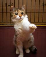 Красавица трехцветочка кошка Алиса в добрые руки